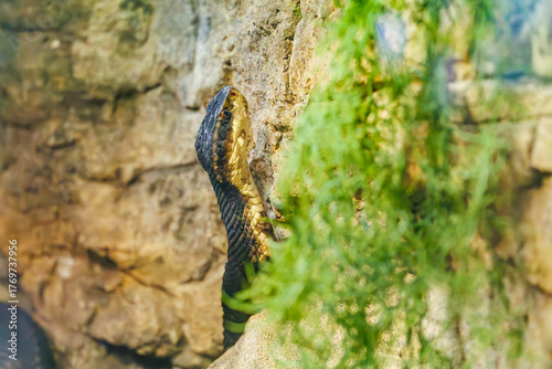 Obraz na płótnie Water moccasin climbing a wall in a zoo terrarium in Tennessee.