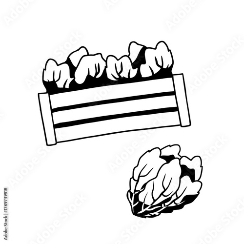 crate with lettuce salad on white background