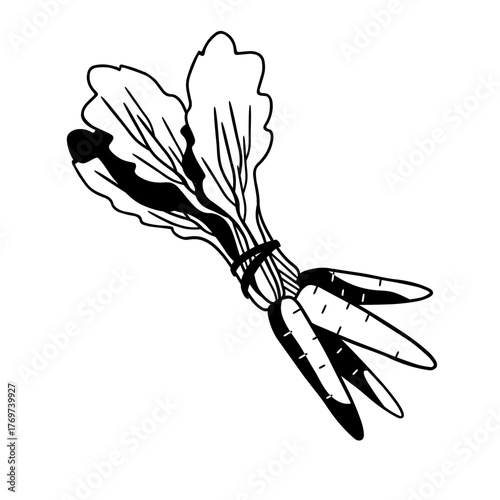 bunch of carrots isolated in white background