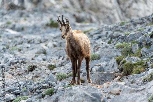 The Wild Goats of Mt. Olympus