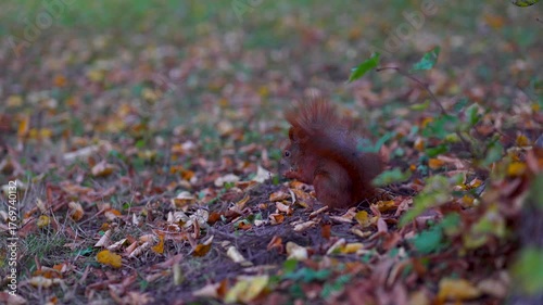 red squirrel among autumn leaves