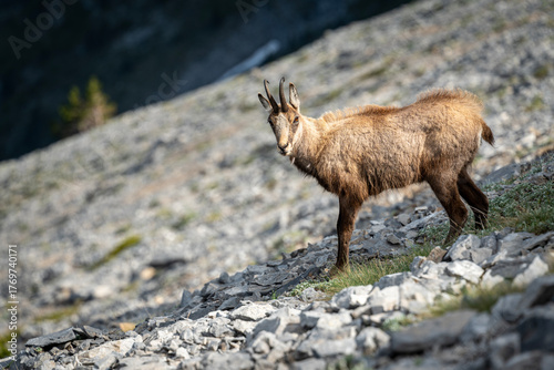 The Wild Goats of Mt. Olympus