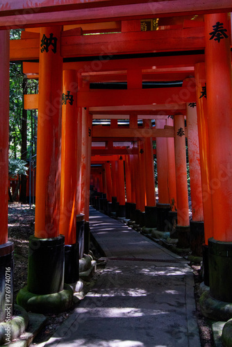 Tableau sur toile Colorful Torii Gates Under Forest Canopy