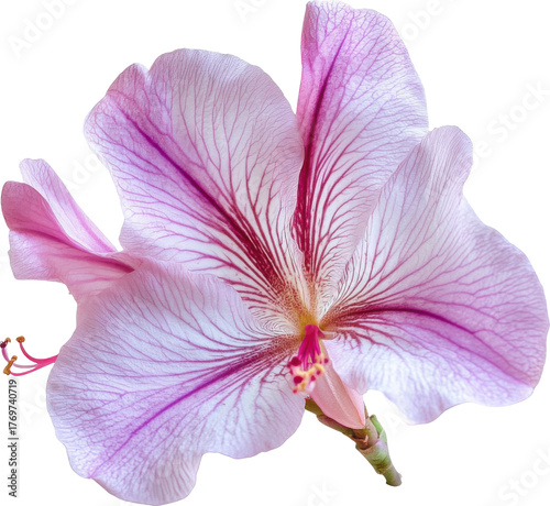 Hibiscus flower with pink veins and delicate petals isolated
