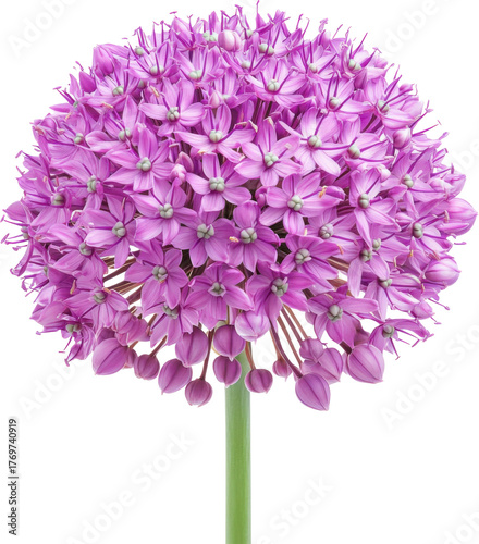 Allium flower head blossom macro detail