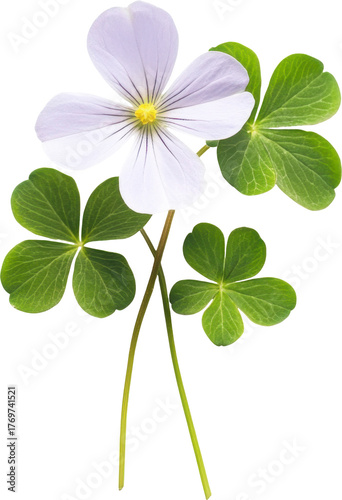 Wood sorrel flower and leaves