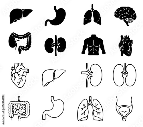 Discover vital human anatomy icons featuring detailed organs like the brain, heart, lungs, stomach, liver, kidneys, and intestines for medical and educational design projects