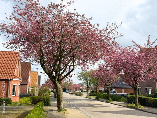 Eine Allee aus bunt blühenden Kirschbäumen	