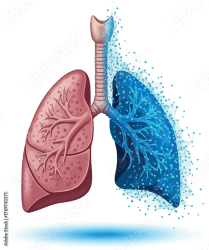 Human lungs illustration showing healthy and damaged lung anatomical vector design for medical and educational purposes