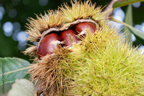 Três Castanhas no ouriço