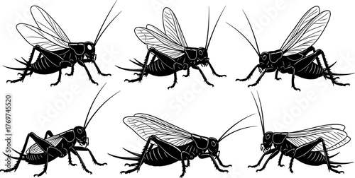 Set of Six Detailed Cricket Insect Silhouettes in Various Poses for Entomology, Nature Study, Biology, and Vector Illustration Use