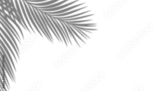 Vector shadow of coconut palm leaves on transparent background. Perfect for mockup illustration overlay, tropical design, and nature-inspired creative stock compositions.