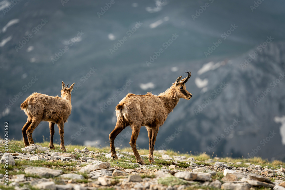 Obraz premium The Goats of Mt. Stefani, Mt. Olympus