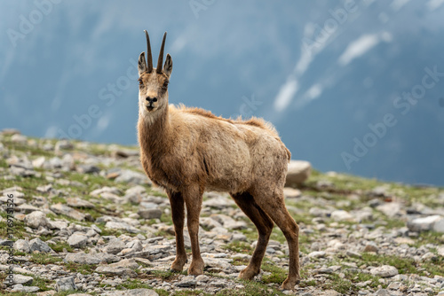 The Goats of Mt. Stefani, Mt. Olympus