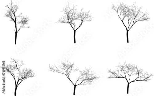 Bare Trees Silhouettes Against White Background Six Different Tree Shapes