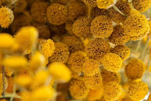 Dried tansy flowers macro close-up in natural light