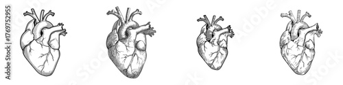 The human heart is an internal organ that features an artery and an aorta, as depicted in a flat modern illustration