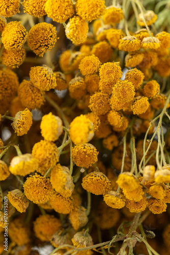 Dried tansy flowers macro close-up in natural light