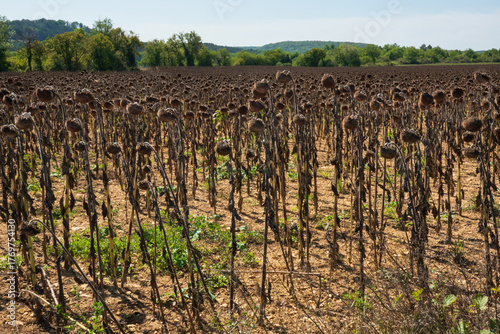 Field of dried sunflowers at the end of summer