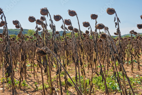 Field of dried sunflowers at the end of summer
