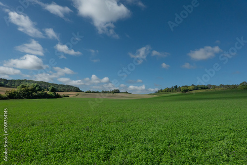 Field of alfalfa in a hilly landscape on a sunny day