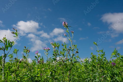 Blooming alfalfa under a blue sky, seen from a low angle