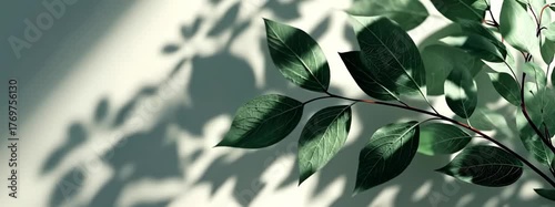 Green Leaves Casting Intricate Shadows on a Light-Colored Background