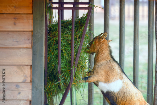 A young goat eats green grass while standing on its hind legs.