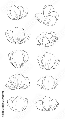 Collection of outlined flower petals in different arrangements and stages