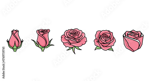 The beautiful life cycle of a pink rose, from bud to full bloom, depicted in a series of five distinct stages against a stark black background, symbolizing growth, beauty, and the passage of time in