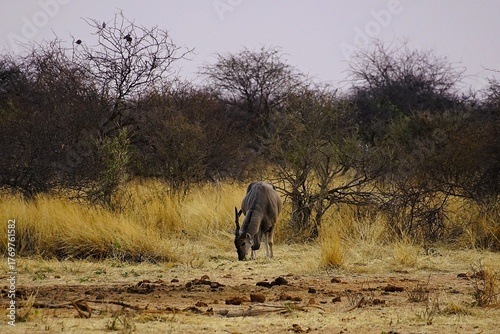 Quadro su tela Large common eland antelope grazing in the morning during the dry season in Etosha National Park in Namibia