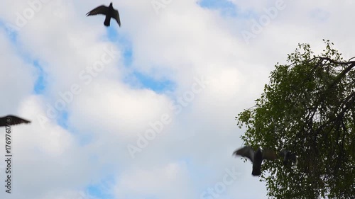 Birds fly against the sky