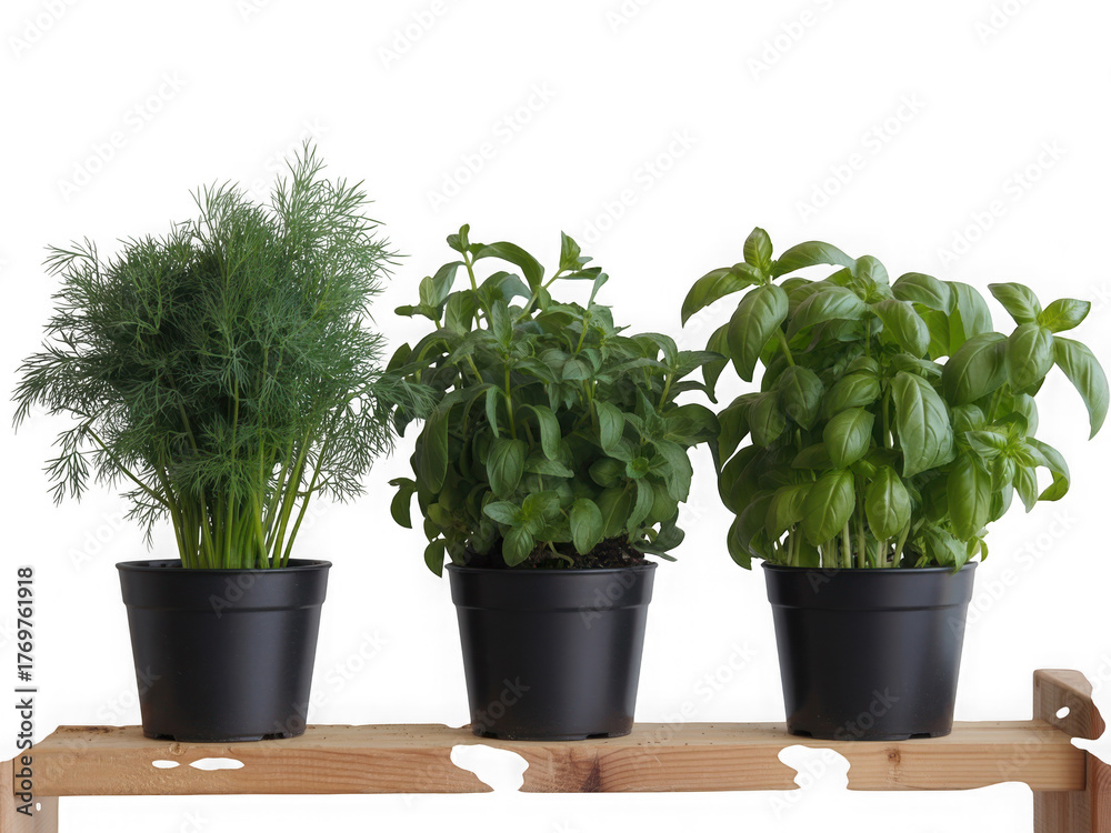 Obraz premium Three potted herbs including basil and dill sit on a wooden shelf with a