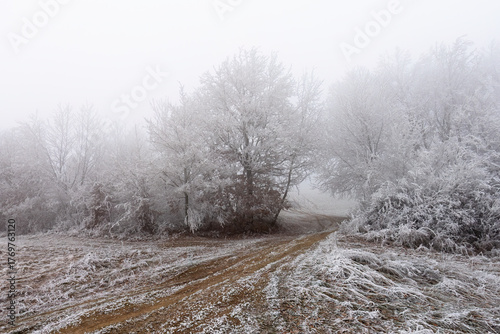 A frosty day with fog forming frost on the trees and the long grass lying around.