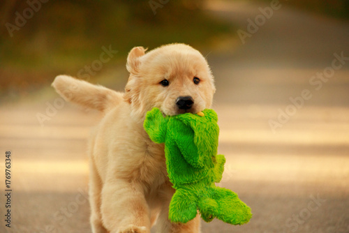 Photography Cute golden retriever puppy running on the road while holding a bright green plush toy in its mouth