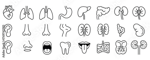 Explore the human body with this detailed organs set great for medical education, anatomical studies, and scientific presentations to your audience