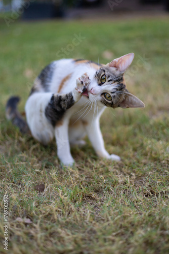 A tricolor cat sits on the grass and washes its paw with its tongue.