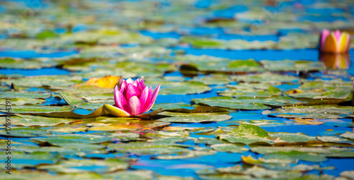 Lotus pond. Water lily close up. Sacred lotus flower in Buddhism. Calmness and tranquility. Spa treatments, yoga, meditation. Tropical nature.