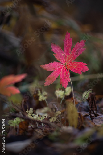 Red autumn leaves in dark forest background