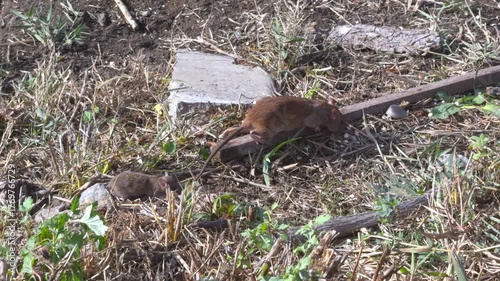 A mouse with its baby on the ground among grass and branches gathers material for their burrow