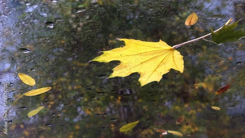 A yellow autumn leaf lies on a wet car windshield after the rain