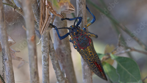 Madagascar locust on branch closeup.