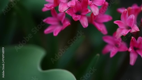 Bright pink flowers showcase their petals against a backdrop of rich green leaves in a peaceful garden, capturing natures beauty.