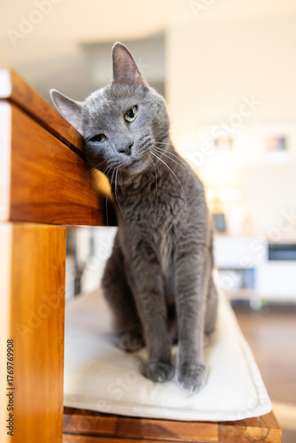 Gray cat leaning on wooden bench with sleepy expression