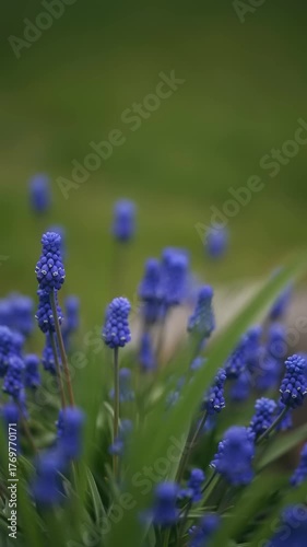 Vibrant blue flowers grow among green grass, showcasing natural beauty and tranquility in a serene garden setting during springtime.