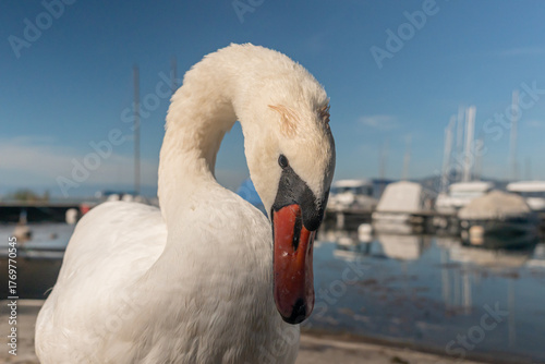 Portrait of one Mute Swan by the Marina on Lake Geneva, Switzerland.