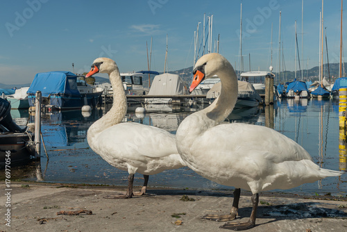 Mute Swans Standing by the Marina on Lake Geneva, Switzerland