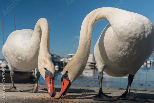 Close-Up of Mute Swan Feeding Near the Shore of Lake Geneva, Switzerland.