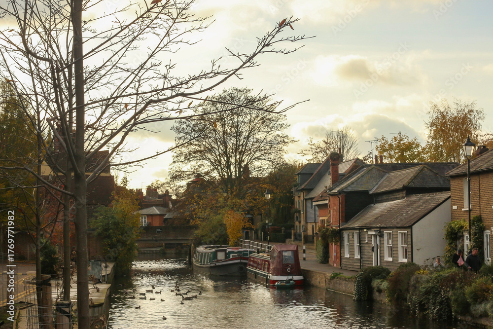 Obraz premium Watching on from the banks of the river Lea while it supports ducks, geese, swans, numerous plants as well as a boating lifestyle, while it flows through hertford just north of London 