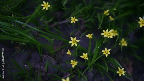 Tiny yellow wildflowers burst through lush green grass, illuminated by soft evening light on a peaceful spring day.